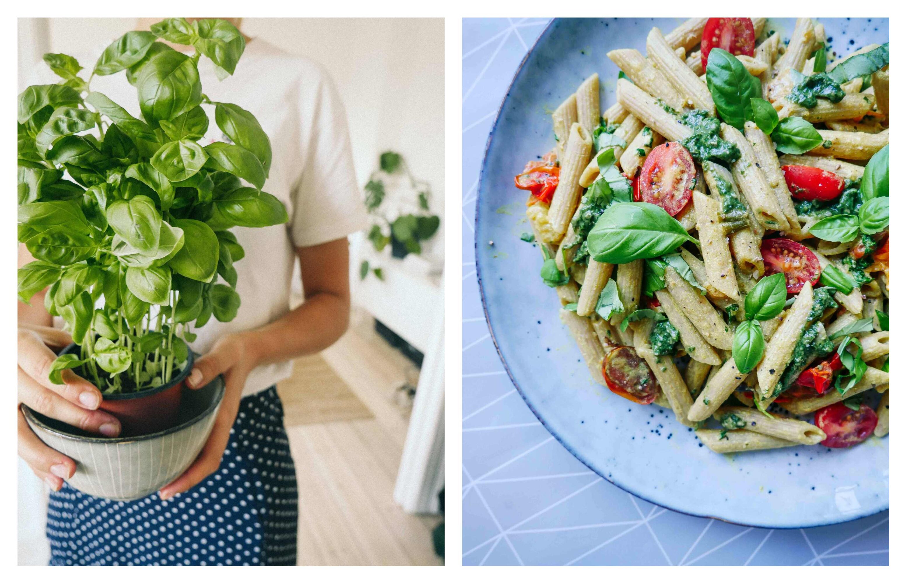 basil pesto mixed with pasta salad